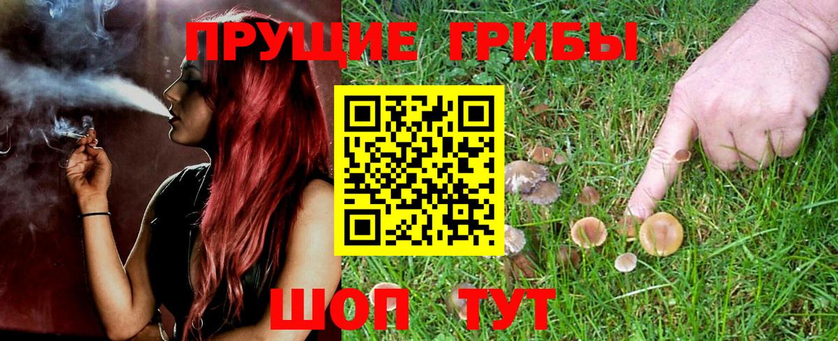 Псилоцибиновые грибы GOLDEN TEACHER Новороссийск